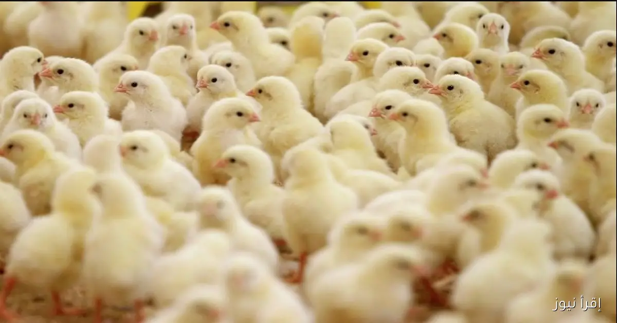 استقرار سعر الكتكوت اليوم 29\10\2025 في الشركات والمزارع