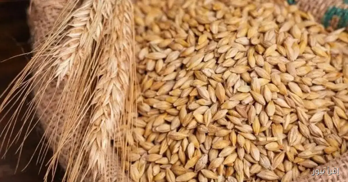 عريض الحبة بكام؟ سعر طن الأرز الشعير اليوم 26 أكتوبر 2025 عند التُجار