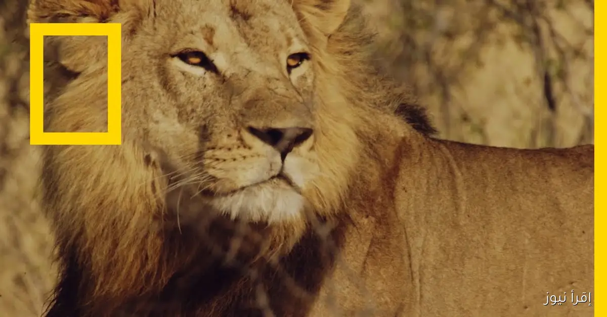 «وثائقي عـلطول».. نزل تردد قناة ناشيونال جيوغرافيك أبوظبي الجديد 2025 علي الأقمار الصناعية المختلفة