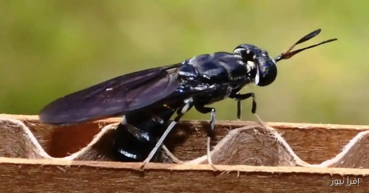 احترس من حشرة ذبابة الرمل السوداء التي تسبب الوفاة .. وفاة طفل في الأردن