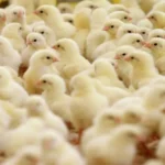 سعر الكتكوت الأبيض اليوم