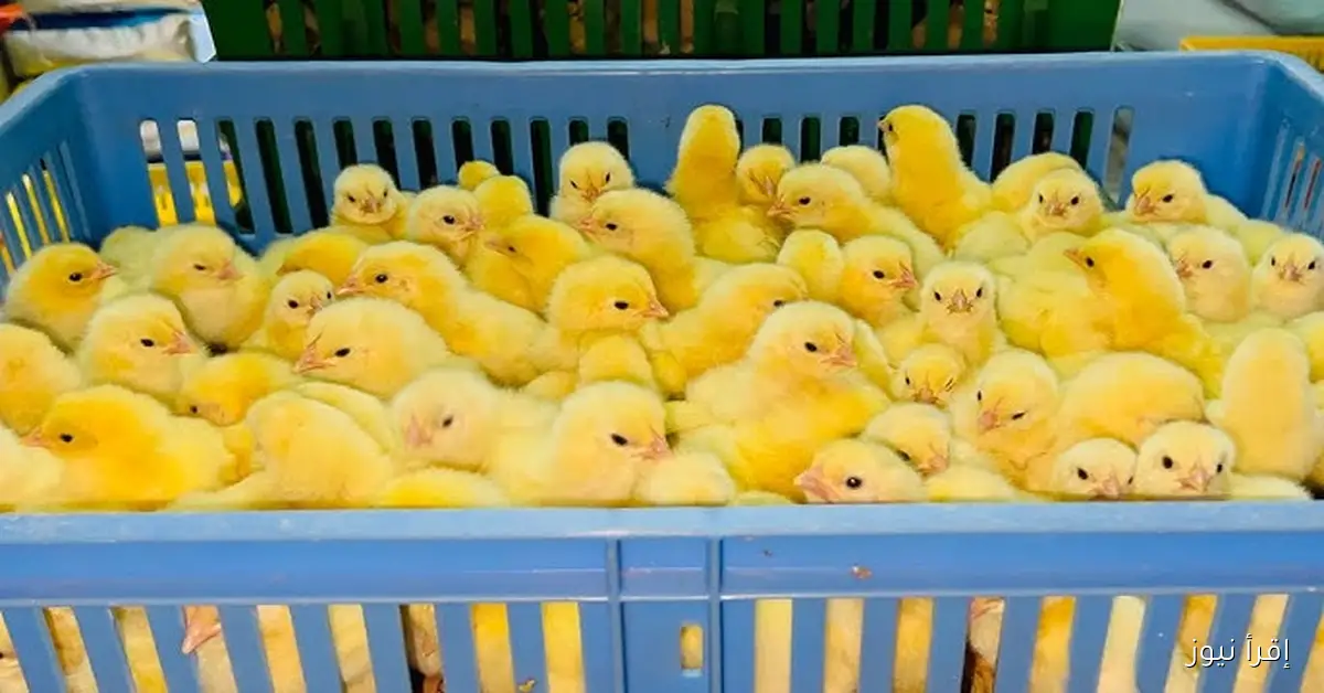 عمر يوم .. سعر الكتكوت اليوم الثلاثاء 28 أكتوبر 2025 في بورصة الدواجن