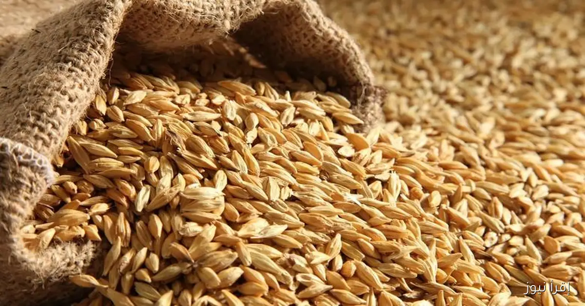 تعرف علي .. سعر طن الأرز الشعير اليوم الاحد 26/10/2025 في الاسواق