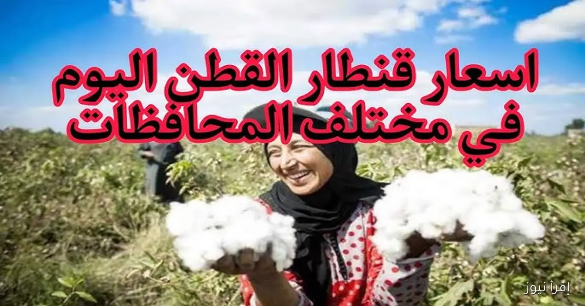 وصل 9200 جنيه .. سعر قنطار القطن اليوم في وجه بحري الثلاثاء 18 / 10 / 2025 بجميع المحافظات