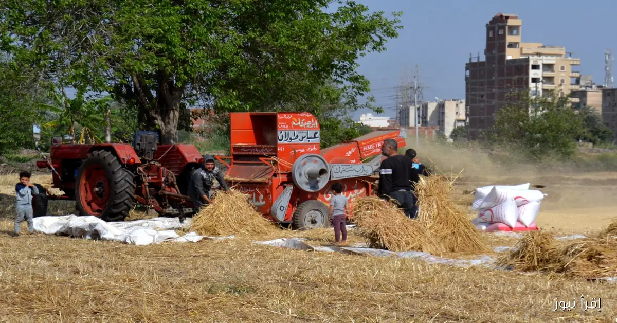 بكام الطن؟.. اسعار الارز الشعير اليوم الاربعاء 5-11-2025 للمستهلك بالسوق المحلي