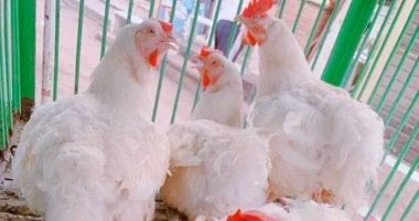 أسعار الدواجن في مصر تسجل أقل مستوى خلال 2025