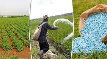 أبو قير للأسمدة تعلن تعديل حصة الأسمدة لوزارة الزراعة وتكشف