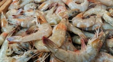 أسعار الأسماك اليوم الجمعة 28 نوفمبر 2025 الجمبري بـ 1200