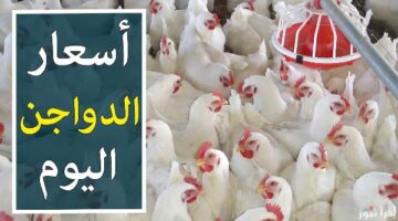 أسعار الدجاج اليوم الخميس الفراخ البيضاء بـ60 ريال