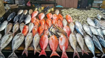 أسعار السمك اليوم 2
