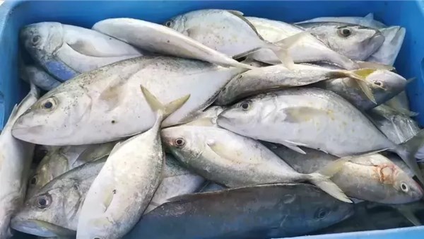 أسعار السمك اليوم السبت 29 نوفمبر 2025