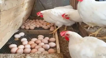 أسعار الفراخ البيضاء اليوم