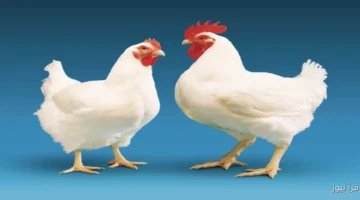 أسعار الفراخ البيضاء والكتاكيت والبيض اليوم