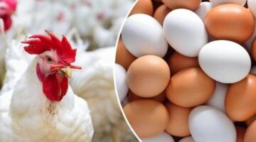 أسعار الفراخ والبيض النهارده الأحد 30 نوفمبر 2025