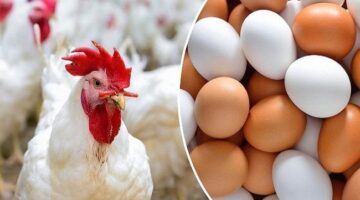 أسعار الفراخ والبيض النهارده الجمعة 28 11 2025 كام؟