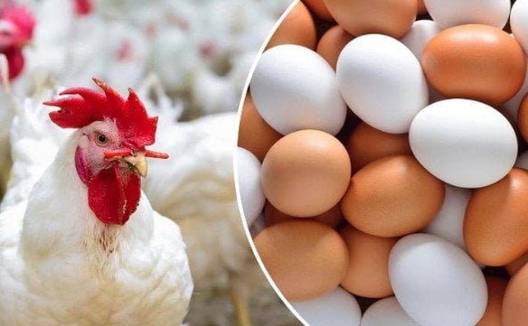 أسعار كرتونة البيض والفراخ البيضاء النهارده الخميس 27 نوفمبر 2025