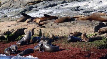 إنفلونزا الطيور تضرب أسود البحر في أستراليا والسلطات في حالة