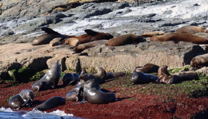إنفلونزا الطيور تضرب أسود البحر في أستراليا والسلطات في حالة تأهب