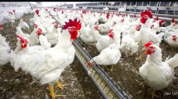 اسعار الفراخ البيضاء