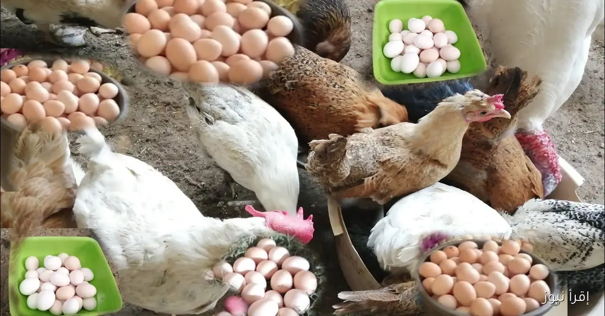 خزني قبل الزيادة .. بورصة الدواجن اليوم أسعار الفراخ البيضاء في مصر