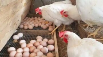 الكرتونة تتجاوز 130 ريال والبيض ينزل أسعاره اليوم السبت