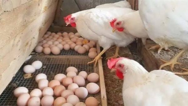 الكرتونة تتجاوز 130 ريال والبيض ينزل أسعاره اليوم السبت