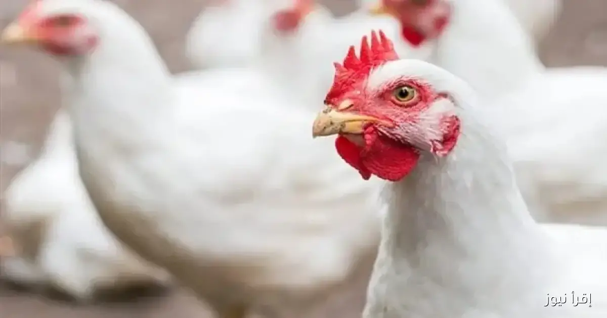 بورصة الدواجن اليوم أسعار الفراخ البيضاء الاحد 2025/11/2 في الأسواق المصرية