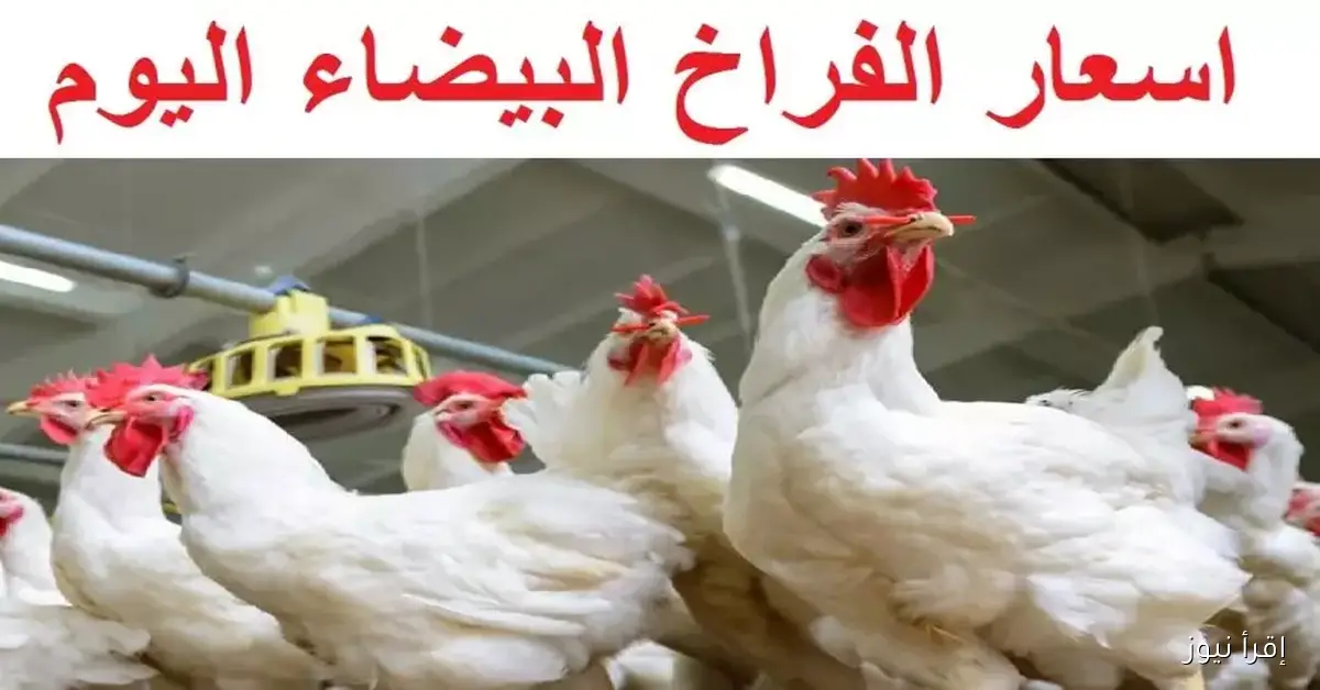 بورصة الدواجن اليوم أسعار الفراخ البيضاء الاحد 2 نوفمبر 2025 تراجع كبير في الكيلو