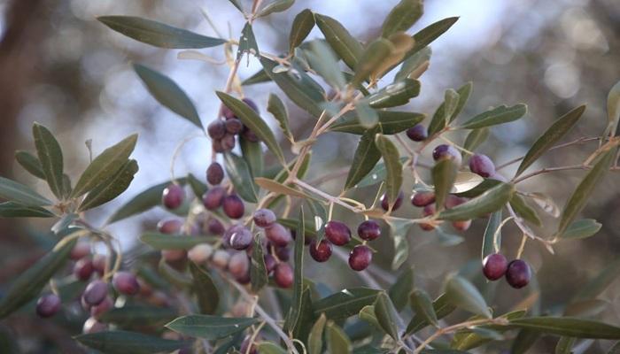 تبرسق تحتفل بـ«ذهبها الأخضر» كعاصمة زيت الزيتون في تونس