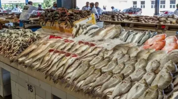 تراجع أسعار الكابوريا أسعار الأسماك والمأكولات البحرية في سوق العبور.webp