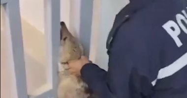 ذئب يقتحم مبنى دائرة المياه في الفلوجة العراقية ويثير الذعر بين الموظفين