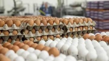 زيادة أسعار البيض في الأسواق اليوم السبت 29 نوفمبر 2025.webp