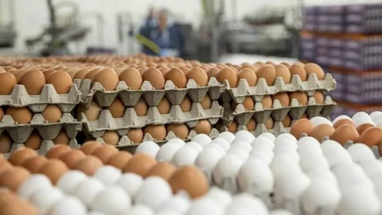 زيادة أسعار البيض في الأسواق اليوم السبت 29 نوفمبر 2025