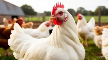 سعر الفراخ البيضاء اليوم