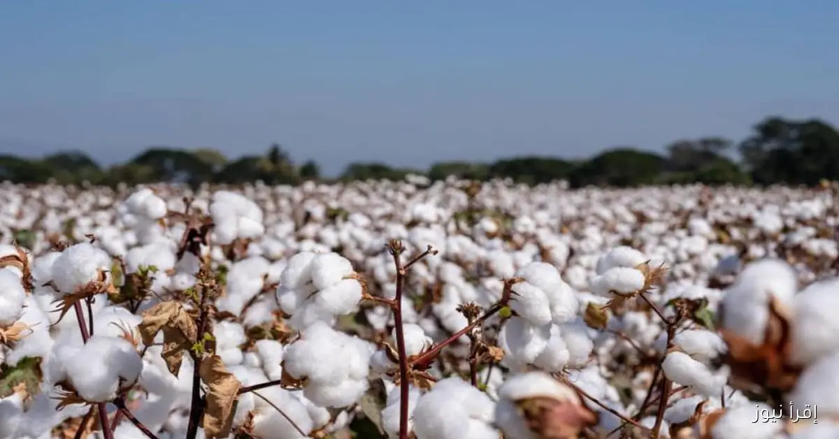 صعود تدريجي.. سعر قنطار القطن اليوم الاثنين 3 نوفمبر 2025 بكافة المحافظات المصرية
