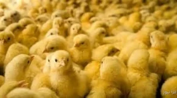 سعر الكتكوت الأبيض النهارده الثلاثاء 25 نوفمبر 2025 في سوق