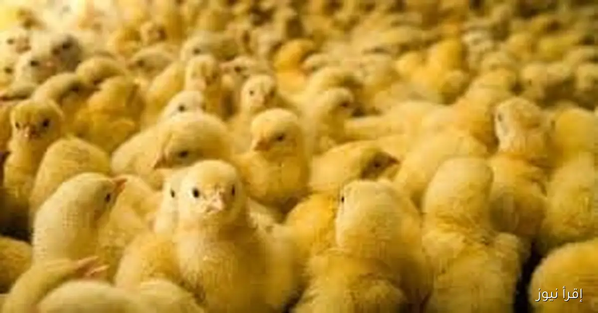 سعر الكتكوت الأبيض النهارده الثلاثاء 25 نوفمبر 2025 في سوق الدواجن