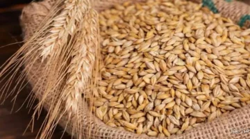 سعر طن الأرز الشعير اليوم 3