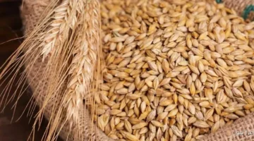 سعر طن الأرز الشعير اليوم السبت 8 نوفمبر 2025