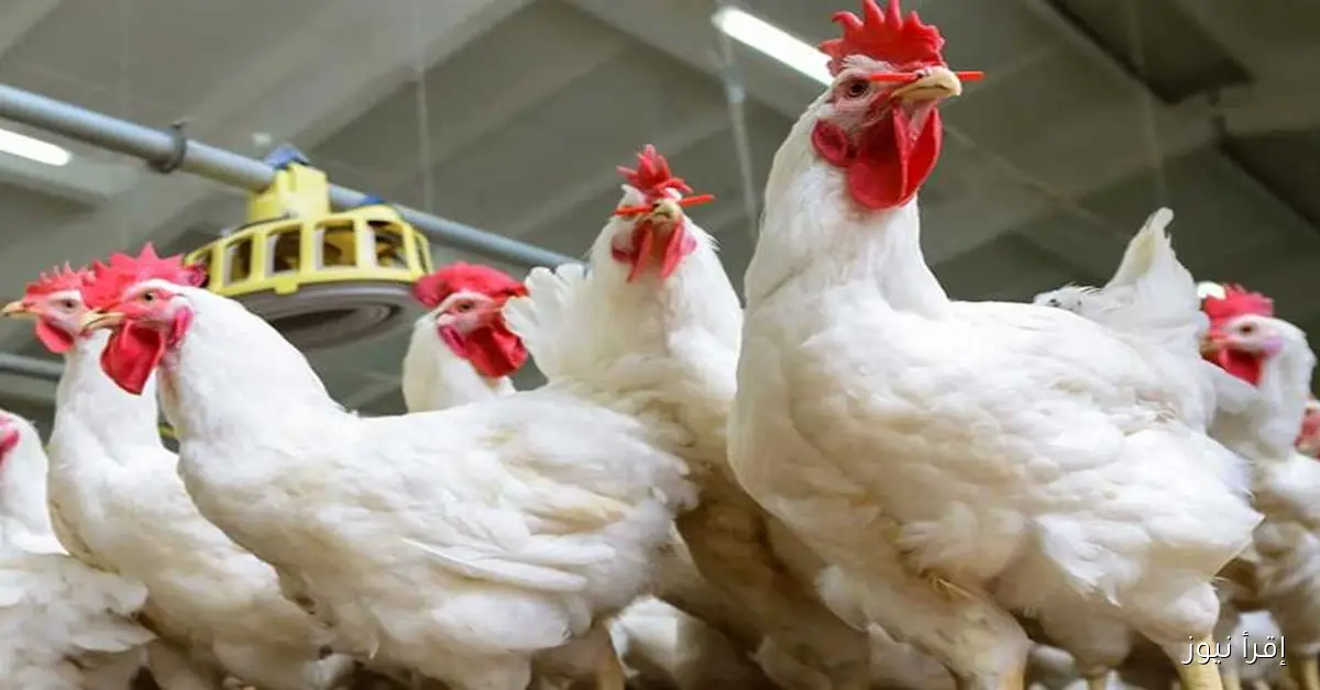 سعر كيلو الفراخ اليوم في بورصة الدواجن الأربعاء 5 نوفمبر 2025 البلدي والبيضاء