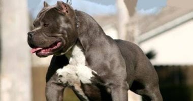 مقتل فتاة أمريكية في هجوم كلاب خلال زيارة لصديقاتها