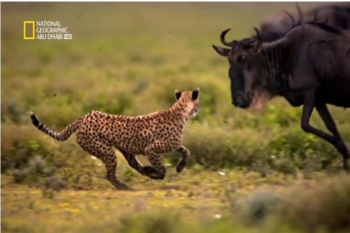 ماذا يحدث فــ الغابة؟؟ تردد قناة ناشيونال جيوغرافيك 2026 وتثبيتها في خطوتين - إقرأ نيوز