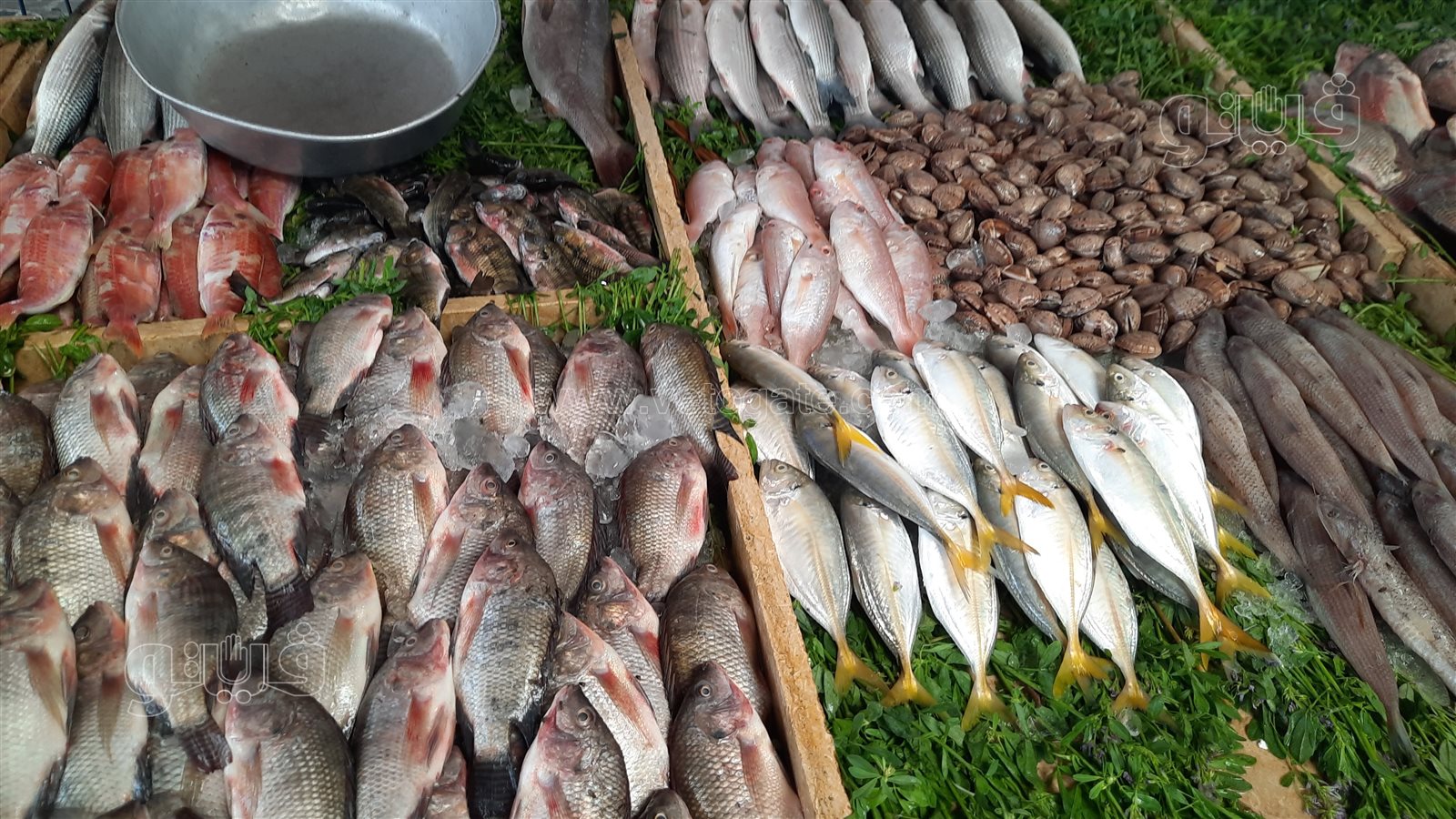 قائمة أسعار السمك في سوق العبور اليوم الخميس 25 ديسمبر 2025 بجميع الأنواع
