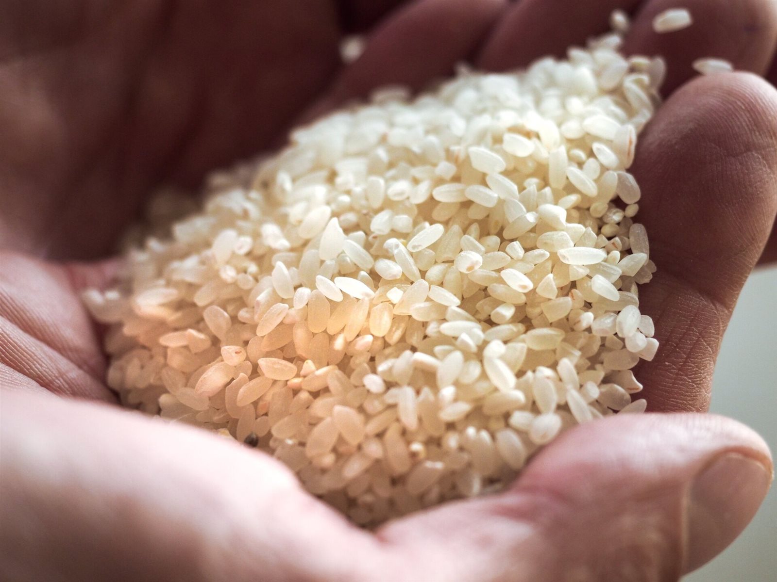 هدوء سعر طن الارز الشعير اليوم الخميس 18 ديسمبر 2025 بالاسواق والمحال التجارية