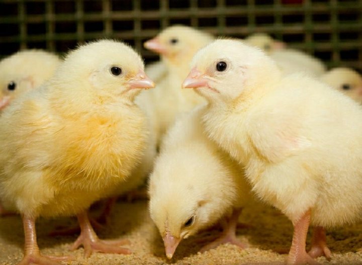 للمربيين.. تراجع سعر الكتكوت الأبيض اليوم عمر يوم في بورصة الدواجن والأسواق المصرية