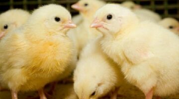 62284048213c5e55577b75a7 1 2