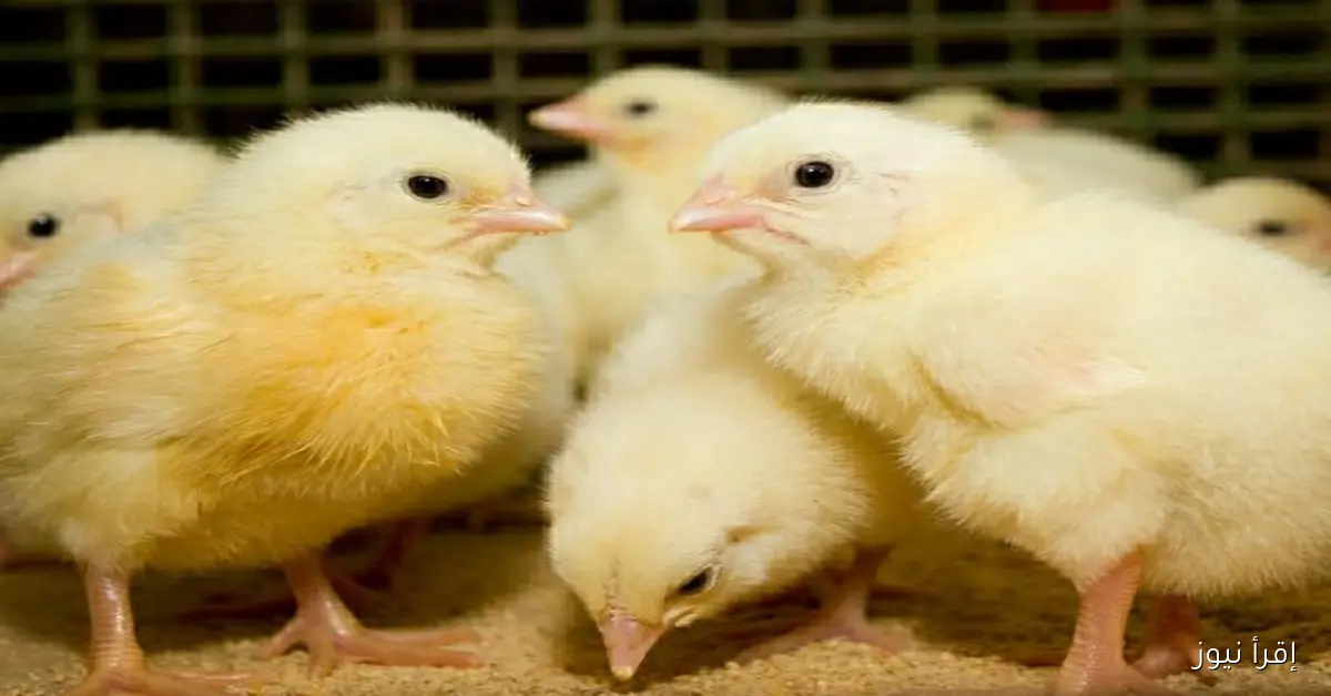 عمر يوم بكام؟.. سعر الكتكوت الأبيض اليوم في بورصة الدواجن الرئيسية وجميع الشركات