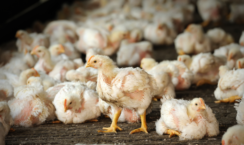 هبوط مفاجئ لسعر الكتكوت الأبيض اليوم عمر يوم في بورصة الدواجن والأسواق المصرية للمستهلك