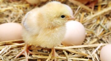 Caring for Baby Chicks