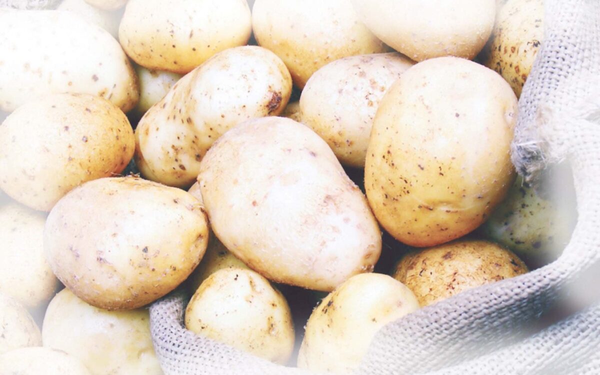 ارتفاع أسعار البطاطس اليوم الخميس 4 ديسمبر 2025.. تفاصيل الأسعار في سوق الجملة